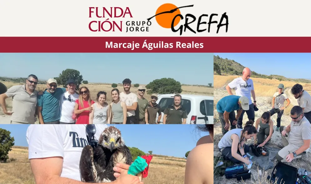 Marcaje crías águila real