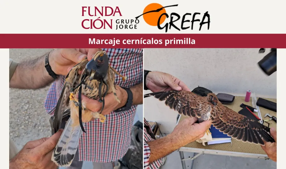 Marcaje cernícalos primilla