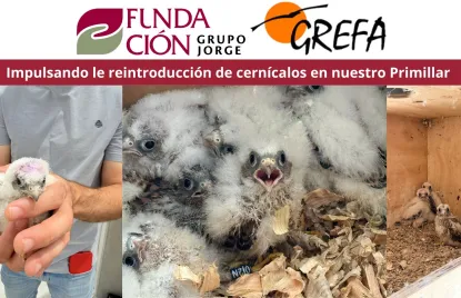 Reintroducción de primillas 2026